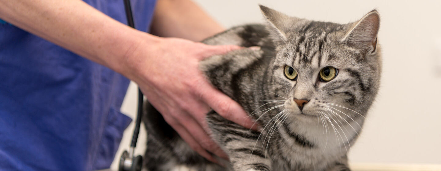 FELİNE HYPERTHYROİDİSİM (KEDİLERDE HYPERTROİD)